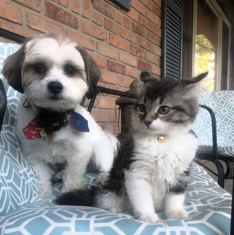 Brave Pets
