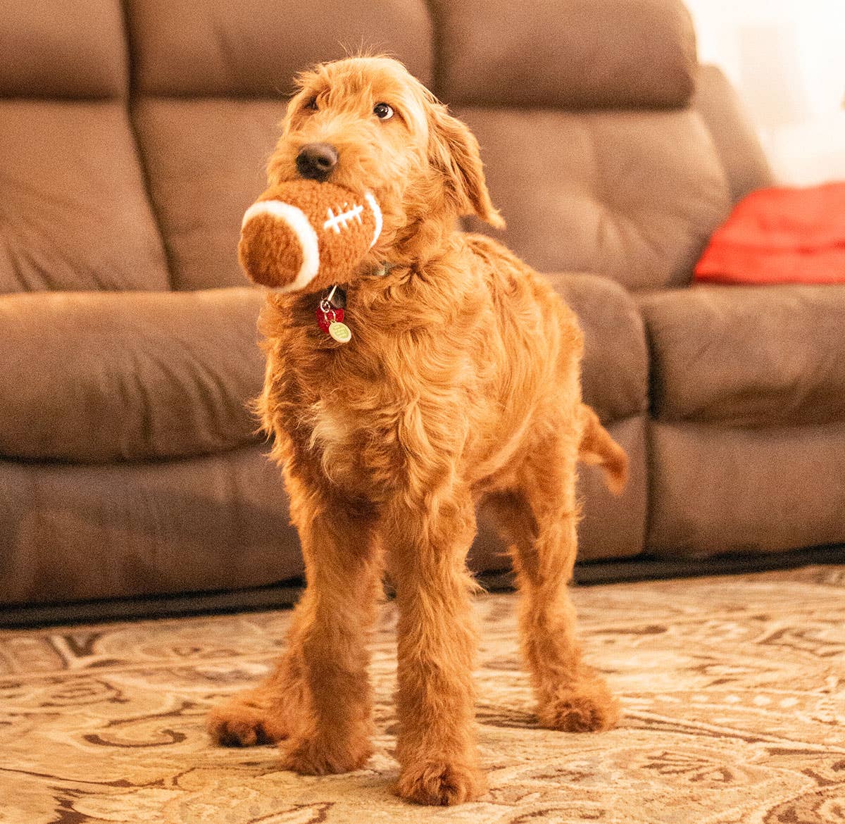Dog Toy - ThoozyPet Football Plush 6.5"