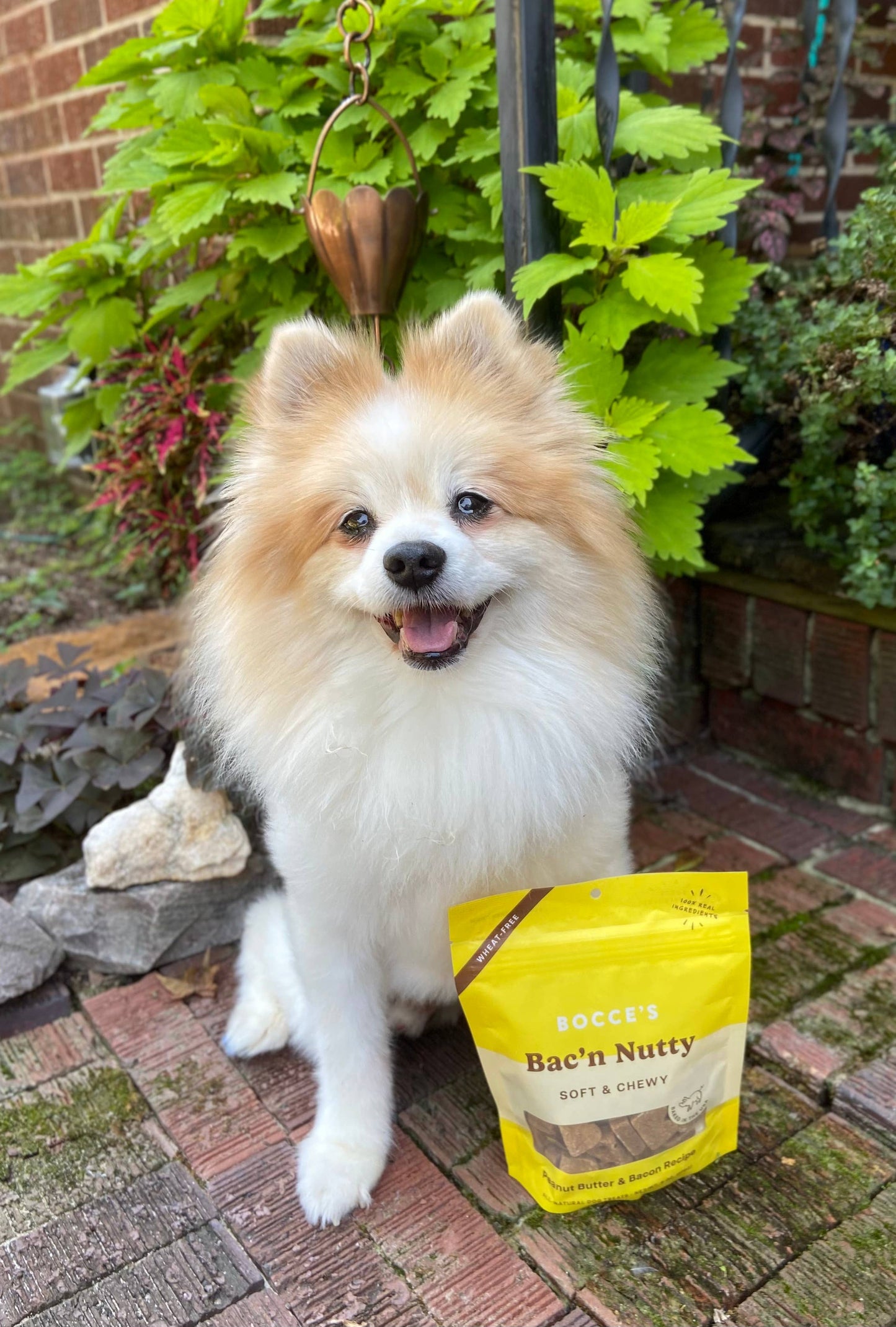 Dog Treats - Bocce's Bakery Bac'N Nutty Soft & Chewy
