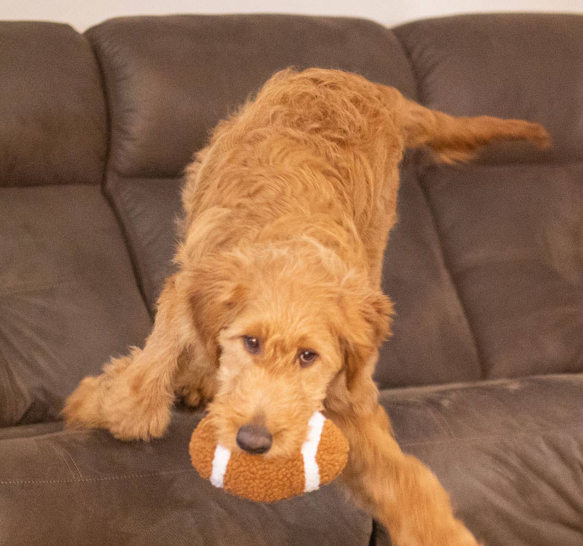 Dog Toy - ThoozyPet Football Plush 6.5"